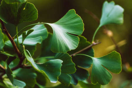 Close-up on Ginkgo Biloba green fresh leaves. Autumn concept background. Healing plant, alternative chinese medicineの写真素材