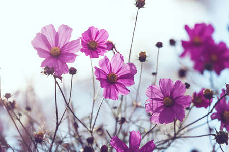 Pink flowers of cosmos on a light background. Flowers close-up on the sky. Bright beautiful summer...