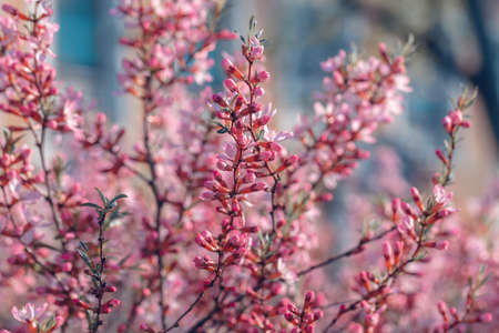 Prunus tenella blossoms close up. Nature floral background. Pink dwarf Russian almond flowers in...