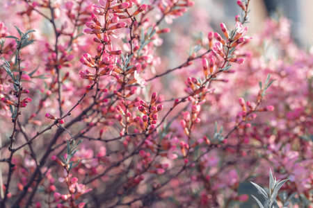Prunus tenella blossoms close up. Nature floral background. Pink dwarf Russian almond flowers in spring. Seasonal wallpaper. Blossom tree branchの写真素材