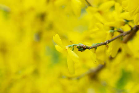 Forsythia petals close up. Blooming Easter tree in the garden. Spring yellow floral wallpaper....