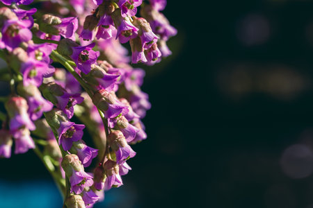 Bergenia blossoms close up. Nature floral background. Pink and white badan flowers on black background. Seasonal spring wallpaper with copyspaceの写真素材