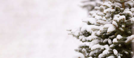 Christmas banner with white background. Winter fir needles background. Fresh juicy foliage in the snow. White forest wallpaper of fir tree branches. Perfect for Christmas and New Year designの写真素材