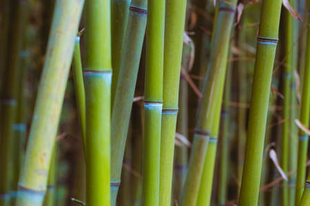 Green bamboo stems. Soft blurred background. Beautiful natural botanical wallpaperの写真素材