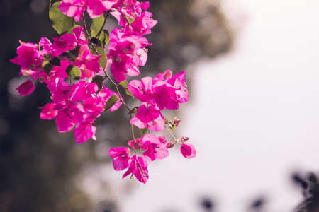 Bougainvillea flowers close up. Pink magenta petals macro. Summer floral background.