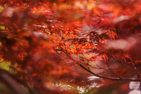 Abstract autumn background. Vibrant red maple leaves close up with beautiful bokeh. Tree branches...
