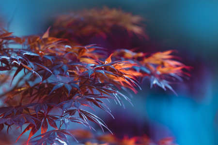 Abstract Japanese maple leaves. Vibrant red and orange maple leaves close up. Tree branches with bright foliage on a blue blurred background. Seasonal wallpaperの写真素材