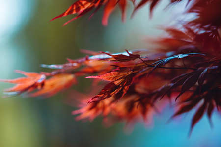 Abstract autumn background with beautiful bokeh. Vibrant orange and red maple leaves close up. Tree branches with bright foliage on a blue blurred background. Japanese maple leaf. seasonal wallpaperの写真素材