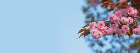 Cherry blossoms close up. floral banner. Delicate pink sakura flowers in spring. seasonal wallpaper. Cherry blossom branch on blurred background.の写真素材