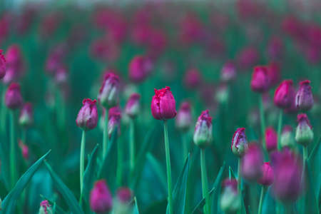 Fringed tulips Versace close-up. Purple tulip flowers. Floral background for postcards, posters,...