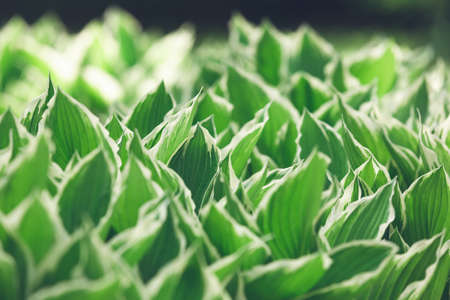 Abstract natural pattern background. Hosta leaves close up. Floral background with green leaves. Beautiful bokeh. Perfect for design, posters, banners, calendarsの写真素材