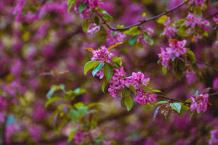 Blooming apple tree close-up. Pink Niedzwetzkys apple flowers macro. A beautiful fragrant orchard. Spring floral background wallpaper.の写真素材
