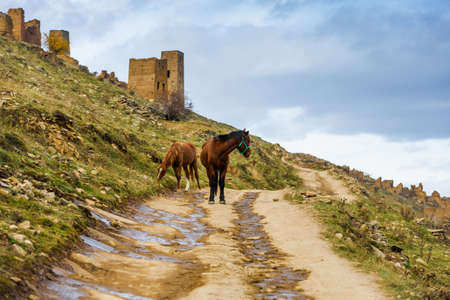 Horses in Dagestan, Russia. A herd in the mountains. Bay horse with a colt among the ruins of the old cityの写真素材