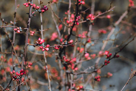Macro flower buds. Branches in red buds. Bud break in spring.の写真素材
