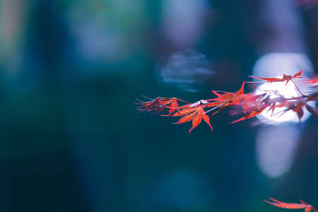 Abstract autumn background. Minimalistic landscape. Vibrant red maple leaves close up. Tree branches with bright foliage on a blue blurred background. Japanese maple leaf. Seasonal wallpaperの写真素材