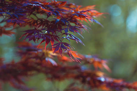 Beautiful red maple branch in Japan. Maple leaves macro on a blurred backgroundの写真素材