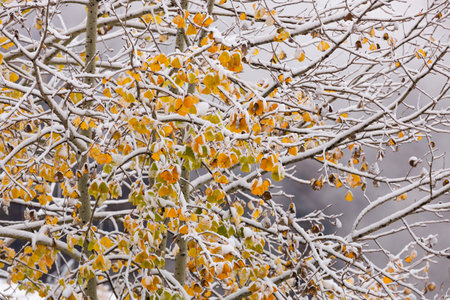 Branches in the snow. Snow-covered tree in sunlight. New Years Eve. Autumn leaves covered with hoarfrost. Winter natural backgroundの写真素材