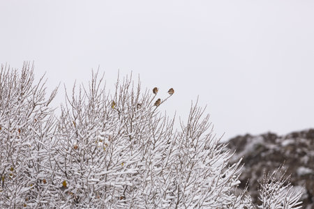 Branches in the snow. Snow-covered tree. New Years Eve. Autumn leaves covered with hoarfrost. Birds on snowy branchesの写真素材