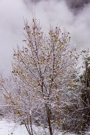 The first snow on the branches. Tree with autumn leaves covered with snow. winter landscape. Leaves in frostの写真素材