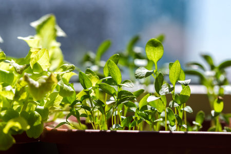 Parsley sprouts in the ground and leaves close-up. Young green parsley seedlings. Growing greenery at home on the window. Microgreen in a pot. Home garden, greenhouse.の写真素材