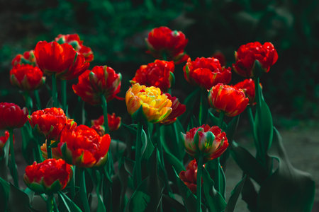 Yellow tulip among red ones. color accent. Tulips field close-up. Variegated double tulip flowers. Floral background for postcards, posters, banners. romantic wallpaperの写真素材