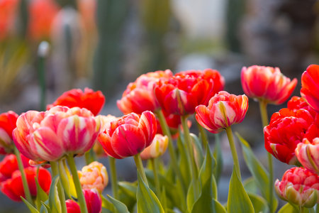 Red tulip flowers close-up. Variegated double tulips. Floral background for postcards, posters, banners. Delicate petals on a dark background. romantic wallpaperの写真素材