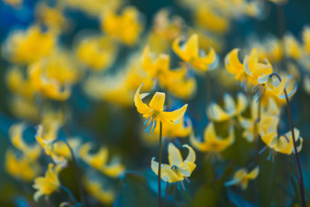 Yellow lily on a blue background. Field of yellow flowers. Petals, pistil and stamens of a lily close-up. floral wallpaper. texture plant backgroundの写真素材