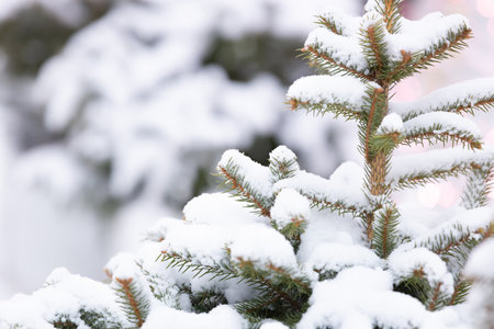 Fir branches in the snow on a blurred background. Christmas concept design. Winter spruce needles background.の写真素材