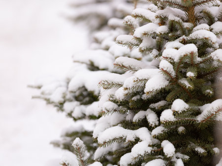 Winter fir pine needles background. Fresh juicy foliage in the snow. White forest background of fir tree branches. Perfect for Christmas and New Year designの写真素材