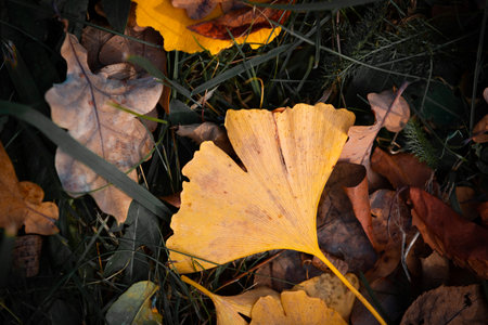 Close-up on Ginkgo Biloba leaf. Yellow leaves on dark grass. Autumn concept background. Macro Ginkgo leaf. Healing plant, alternative chinese medicineの写真素材