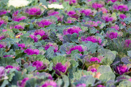 Ornamental decorative cabbage close-up. Flowering plants. Multicolored cabbage field. natural abstract autumn backgroundの写真素材