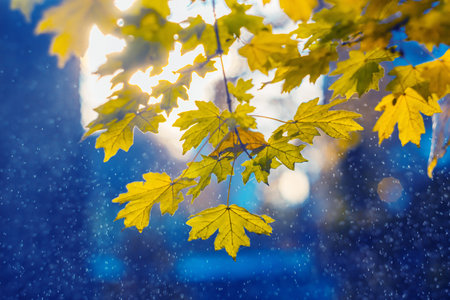 Autumn blue maple background. Bright gold colored and yellow leaves. Magic light bokeh flares and raindrops. seasonal wallpaper. Free space for textの写真素材