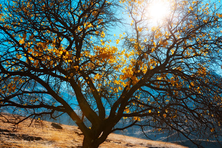 Autumn in the mountains. Panoramic view of a tree in backlit sunlight. Orange leaves on a blue background. autumn season conceptの写真素材