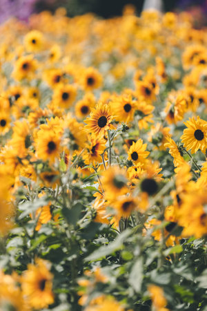 Endless beautiful field of sunflowers in sunlight. Yellow flowers on a blue background. vertical wallpaperの写真素材