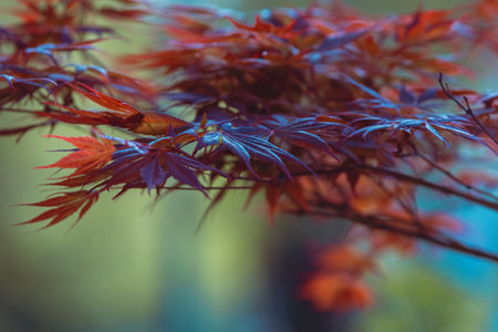 Red maple branch in the fog. Mysterious landscape in Japan. Abstract autumn background. Red and orange Japanese maple leaves on a blue backgroundの写真素材