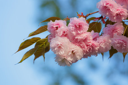 Cherry blossoms close up. natural floral background. Delicate pink sakura flowers in spring. seasonal wallpaper. Cherry blossom branch on blurred background.の写真素材