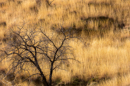 Black silhouette of tree on a background of yellow grass. Dry tree in the savannah. Landscape with dry grass field in sunlight.の写真素材