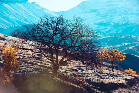Autumn in the mountains. Panoramic view of a tree in sunlight. Orange leaves on a blue background. Autumn seasonal conceptの写真素材