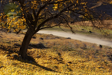 Autumn in the mountains. Fallen leaves on the ground. Panoramic view of a tree in backlit sunlight. Autumn seasonal conceptの写真素材
