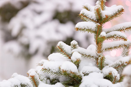 Christmas white background. Winter fir needles in snow. White forest wallpaper of fir tree branches. Perfect for Christmas and New Year designの写真素材