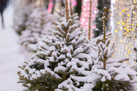 Christmas tree in the snow with lights in the background. Backdrop with blurry lights. Fir branches in the snow. White Christmas wallpaper concept.の写真素材