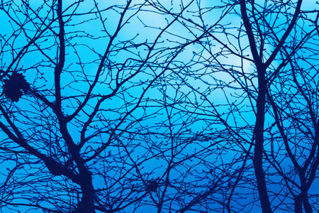 Photo of a mystical fantasy forest. Silhouettes of trunks and branches. Fog and twilight blue sky. Mystical blue backgroundの写真素材