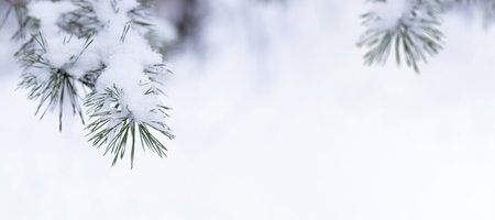 Winter green pine needles background. Fresh juicy foliage in the snow. White forest background of fir tree branches. Perfect for Christmas and New Year designの写真素材