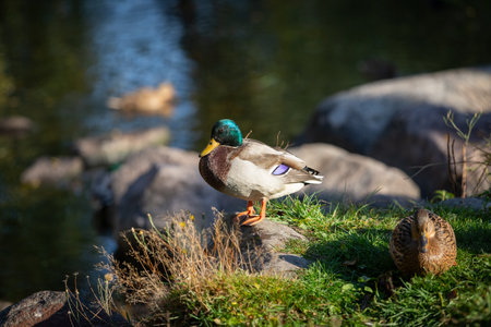 Male and female mallard ducks in the green grass. Brown duck cleaning feathers. Waterfowl bird close up. Cute funny birdsの写真素材