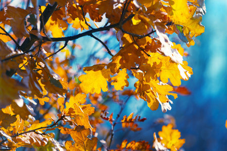 Autumn blue oak background. Bright gold colored and yellow leaves. Magic light bokeh flares and rain drops. Seasonal wallpaper. Free space for textの写真素材