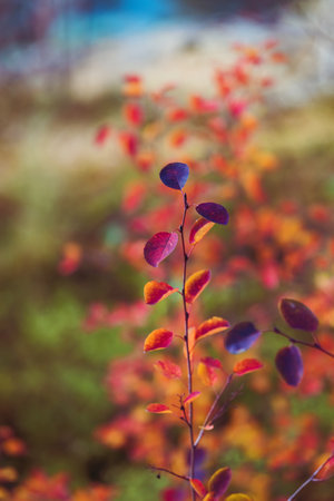 Bright yellow and red leaves background. Amelanchier or serviceberry shrub. Beautiful fairy wallpaper. Autumn vivid natural background. autumn concept designの写真素材