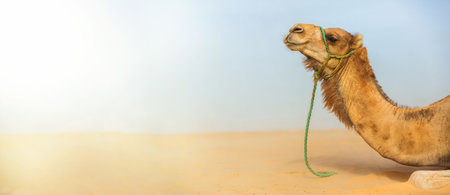 Camel in the desert background. Caravan in the dunes panoramic view. Camel head in profile with ropes on face. portrait of a mammal. Dromedary close upの写真素材