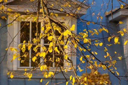 Yellow leaves and the window in the backdrop. Autumn background.