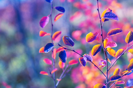 Bright yellow and red leaves background. Amelanchier or serviceberry shrub. Beautiful fairy wallpaper. Autumn vivid natural background. autumn concept designの写真素材