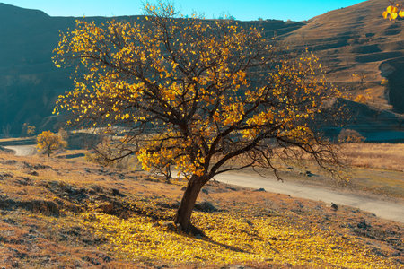 Autumn in the mountains. Panoramic view of a tree in backlit sunlight. Orange leaves on a blue background. Autumn seasonal conceptの写真素材